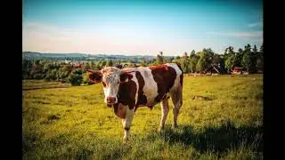 Cow (Vaca) Sound Effect