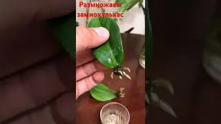 Размножить замиокулькас #цветы