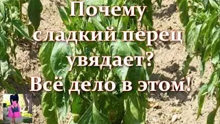 The reason is this! Why do peppers wilt in the open field or in a greenhouse and the leaves droop