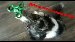 Дерзай крутит спиннер ?!?!