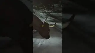 У коровы пропала жвачка