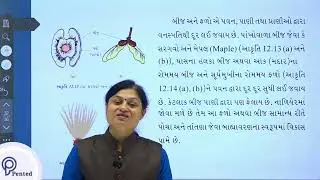 બીજ  ફેલાવો