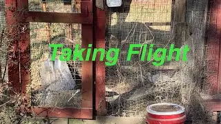 Taking Flight