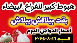 أسعار الفراخ البيضاء اليوم / سعر الفراخ و الدواجن اليوم السبت 17-8-2024 بورصة الدواجن