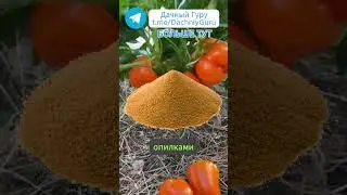 Секрет огромного урожая перцев! #перцы #грядки #дача #огород #сад #садоводство