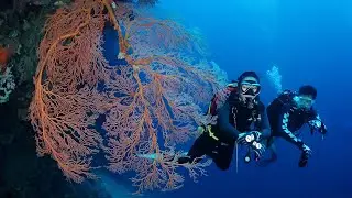 Menjangan Diving - West Bali Diving