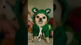 Adorable Halloween Costumes for Your Pet | Halloween Costume for Pets  #halloween202 #halloweenpets