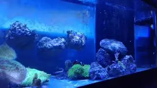 70 gallon reef kit with 4 jebao ak60