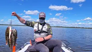Amazing fishing: Perch spinning. Vitebsk region