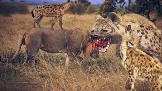 A hungry hyena eating a lion, a very touching scene/Animal World