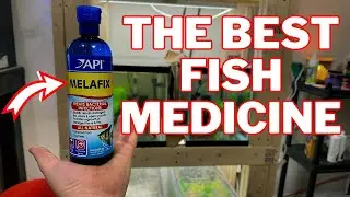 API Melafix Review | The Best Medicine For Your Fish!