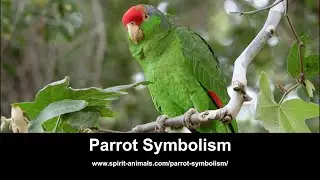 Parrot Symbolism