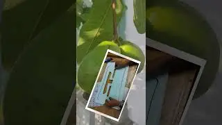 RẬP MAY CHÂN CỔ TĂNG ĐƯA #shortvideo  #condang #rập @ConDangCaitien