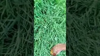 ক্রিকেট মাঠের ঘাস এখন বাংলাদেশে।