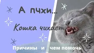 АААпчхи...Кошка чихает. Причины и что делаем.