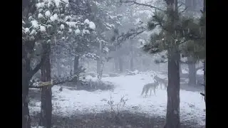 David Wilcock Hangout: Two Stunning Coyotes Appear in the Snow