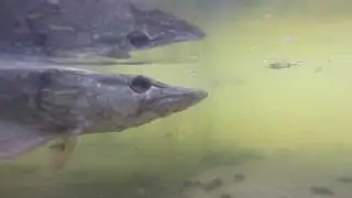 Щука под водой и краснопёрка, видео rybachil.ru