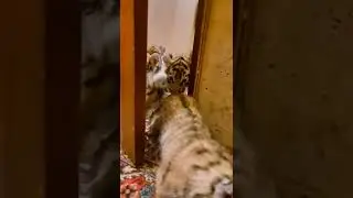 Милые тигрята 