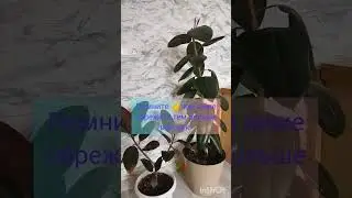 Как раскустить фикус эластика 