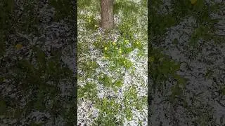 Snow in May #russia #travel #samara #nature #russiancity #russiannature #snow #spring