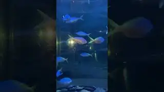 Океанариум Санкт-Петербург рыбки 🐟
