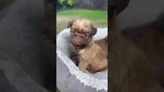 Милые щеночки🥰🥰