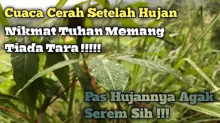 Suasana Hujan Dan Setelahnya Di Desa || Pas Hujan Lumayan Serem Sih !!!!