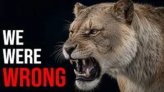 We Were Wrong About The Cave Lion