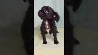 Продаётся щенок чихуахуа, длинношерстная девочка!