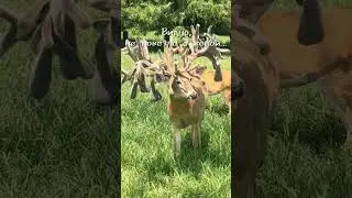 Видно с женой не повезло, но зато с КАЛЬЦИЕМ точно никаких проблем...😄
