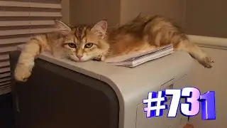 Свежие приколы с котиками😘💓😹🐾