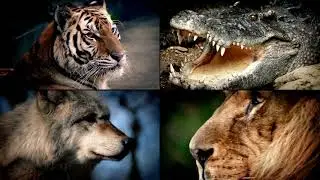 Top Predators in the Animal Kingdom