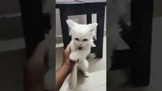 cat baby funny moments| cj telugu