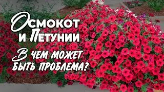 Osmocote fertilizer for petunias. Can Osmocote burn the roots?