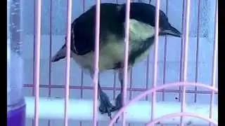 Голодная синица и другие птицы