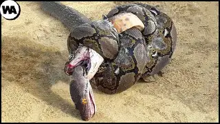 É Por Isso Que a Cobra Real Odeia Outras Cobras