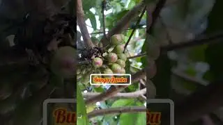 BUNGA JAMBU BOL | KEBUN OPUNG FIQA 