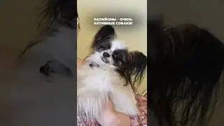 Видео про папильонов уже на Ютуб канале OH MY DOG! Приятного просмотра!)