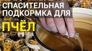 СпасиПчёл: готовимся к главному медосбору с осени!