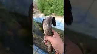 уй шароитида илонбалик бокиш