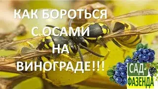 How to Protect Grapes from Wasps