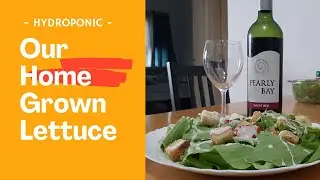 Our Hydroponically Home Grown Lettuce