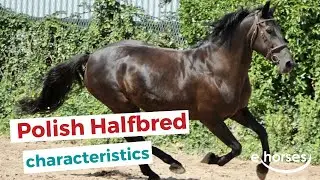 Polish Halfbred horse | characteristics, origin & disciplines