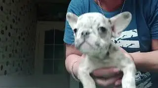 Самые красивые и воспитанные щенки французского бульдога