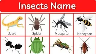 Insects names in english | Insects names with picture May 18, 2022