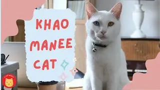 Khao Manee Cat