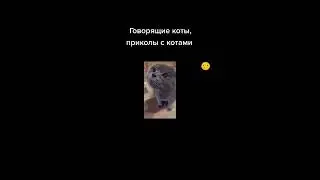 Поющие коты |приколы с котами|