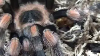 Brachypelma smithi and Nhandu tripepii molt