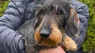 Dachshund Teddy is back on all four paws again 🐾🐾