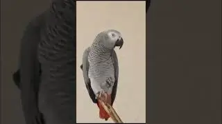 Попугай Гоша
